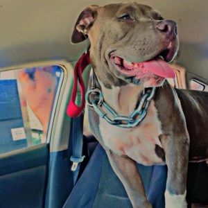 Meet your Posher, Tommy